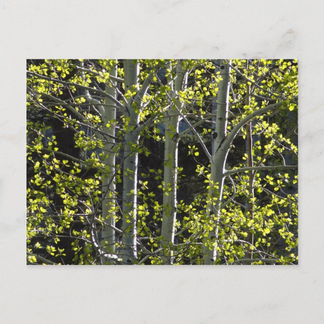 Young Aspen Trees Postkarte (Vorderseite)