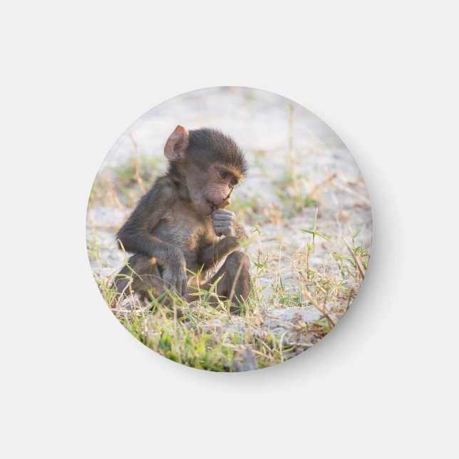 Young Baboon Magnet (Vorne)