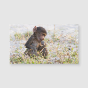 Young Baboon Magnetkarte