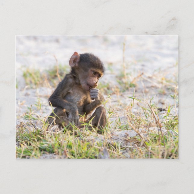 Young Baboon Postkarte (Vorderseite)