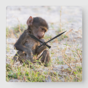 Young Baboon Quadratische Wanduhr