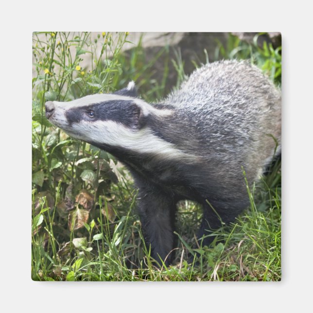 Young Badger Magnet (Vorne)