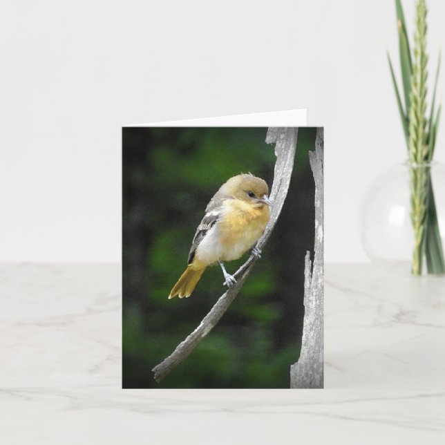 Young Baltimore Oriole im Inneren Karte (Vorderseite)