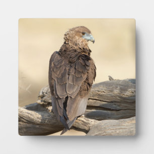 Young Bateleur Fotoplatte