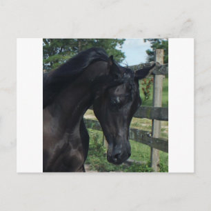 Young Black Arabian Hallion Postkarte