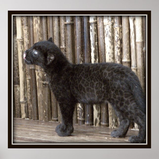 Young Black Leopard Poster (Vorne)