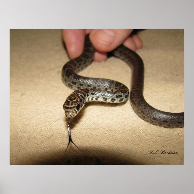 Young Black Racer Poster (Vorne)