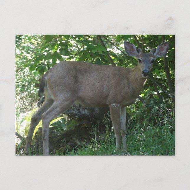 Young Black-Tails Buck Postcard 02 Postkarte (Vorderseite)