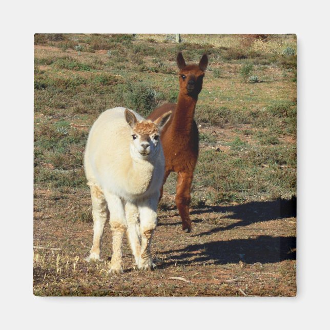 Young Brown and White Alpacas, Magnet (Vorne)