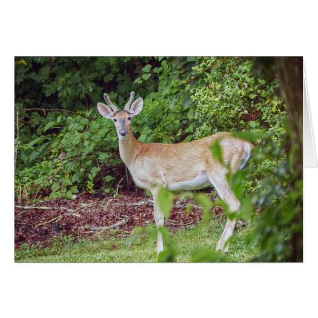 Young Buck in Velvet (Vorderseite (Horizontal))