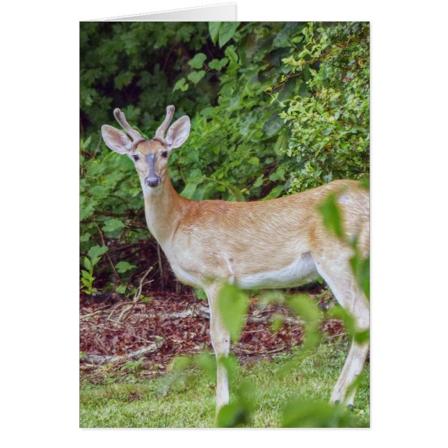 Young Buck in Velvet (Vorne)