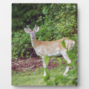 Young Buck in Velvet Fotoplatte