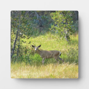 Young Buck in Yosemite, CA Fotoplatte