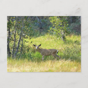 Young Buck in Yosemite, Kalifornien Postkarte