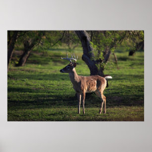 Young Buck-Plakat Poster