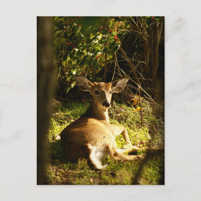 Young Buck Post Card Postkarte (Vorderseite)