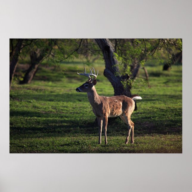 Young Buck Poster (Vorne)