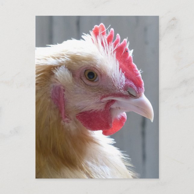 Young Buff Orpington Heritage Chicken Roo Postkarte (Vorderseite)