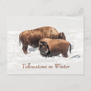 Young Buffalo oder Bison mit Mutter im Winter Postkarte