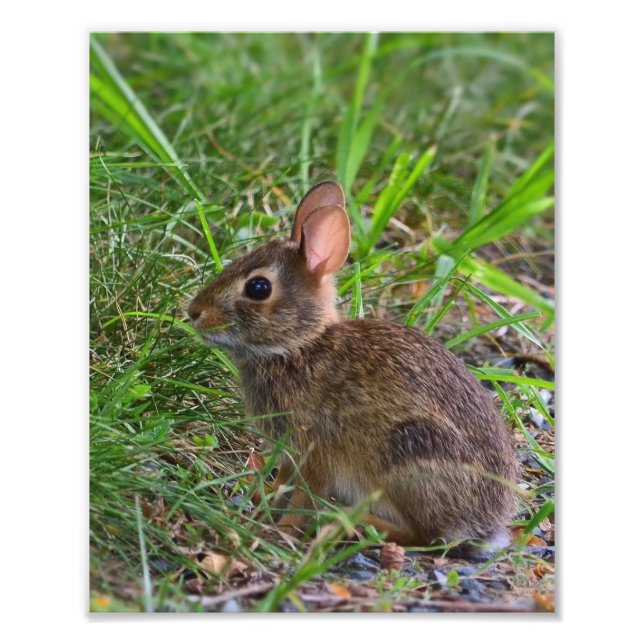 Young Bunny Fotodruck (Vorne)