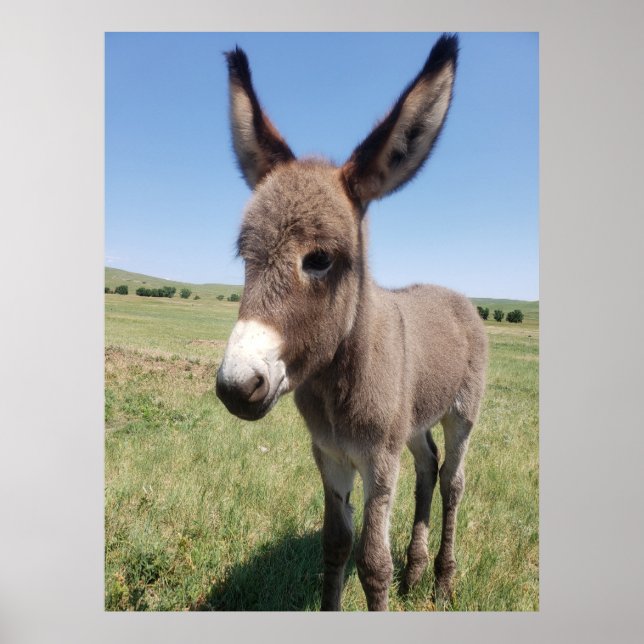 Young Burro, Custer Staat Park, South Dakota Poster (Vorne)