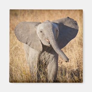 Young Bush Elephant Magnet