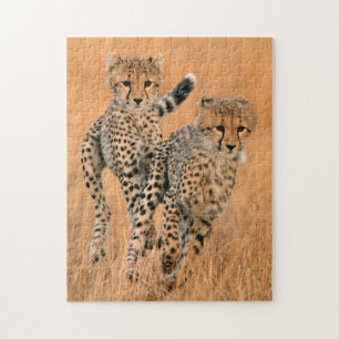Young Cheetahs (Acinonyx Jubatus) Running