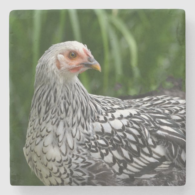 Young Chicken Steinuntersetzer (Vorderseite)