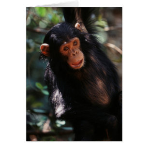 Young Chimpanzee