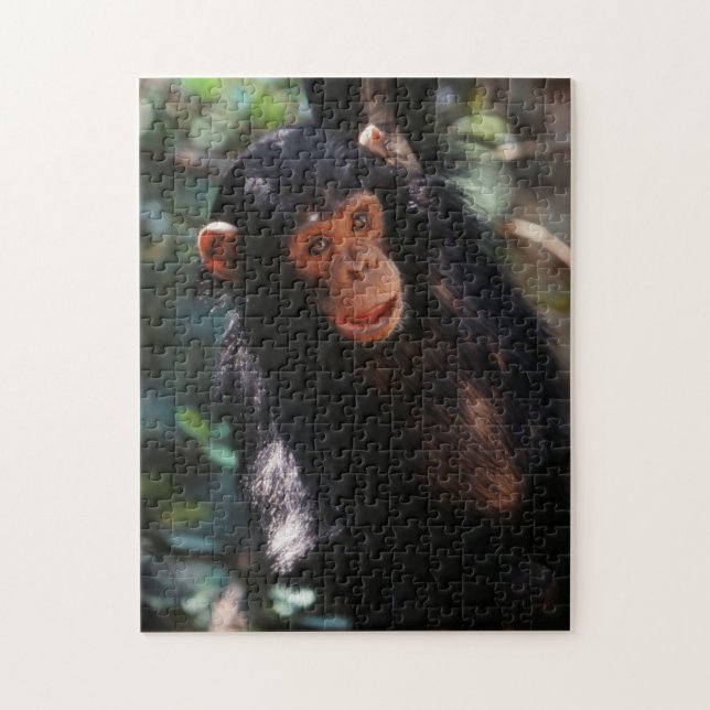 Young Chimpanzee (Vertikal)