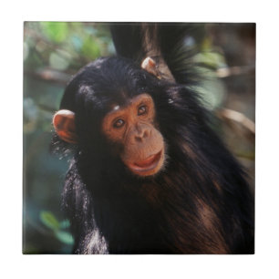 Young Chimpanzee Fliese