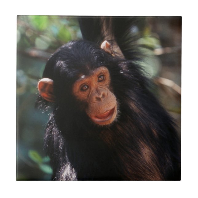 Young Chimpanzee Fliese (Vorderseite)