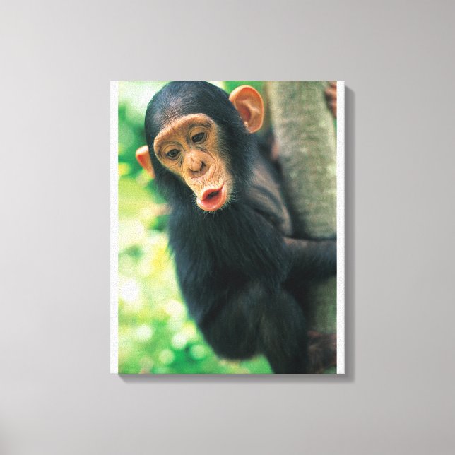Young Chimpanzee (Pan troglodytes) Leinwanddruck (Vorderseite)