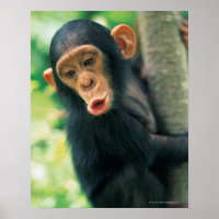 Young Chimpanzee (Pan troglodytes)