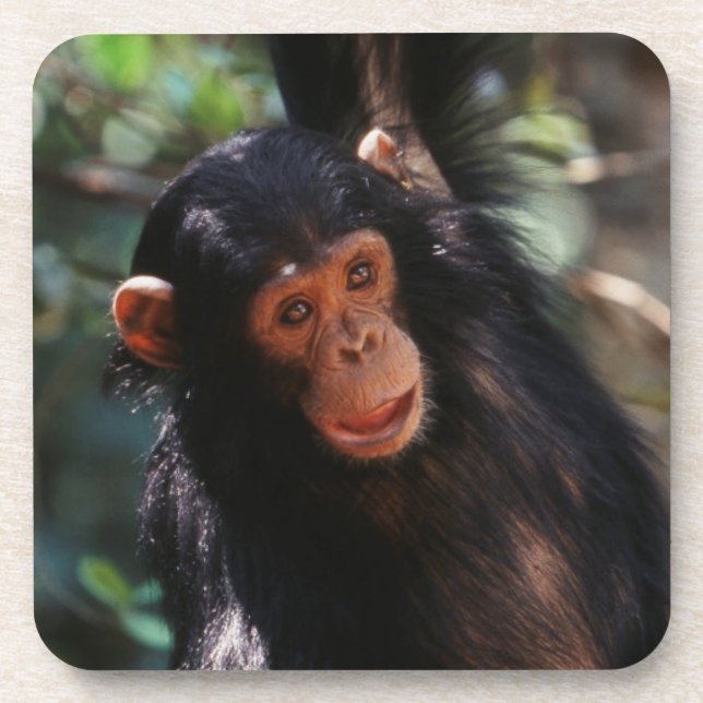 Young Chimpanzee Untersetzer (Vorderseite)