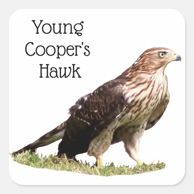 Young Cooper's Hawk Quadratischer Aufkleber (Vorderseite)