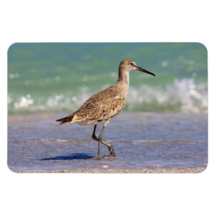 Young Curlew Shorebird auf Florida Beach Magnet