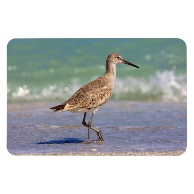 Young Curlew Shorebird auf Florida Beach Magnet (Horizontal)