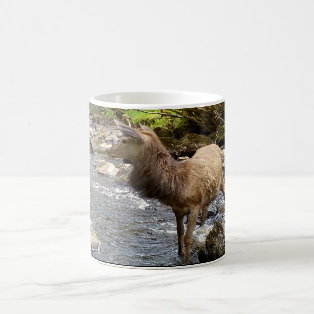 Young Deer in River Tasse (Mittel)