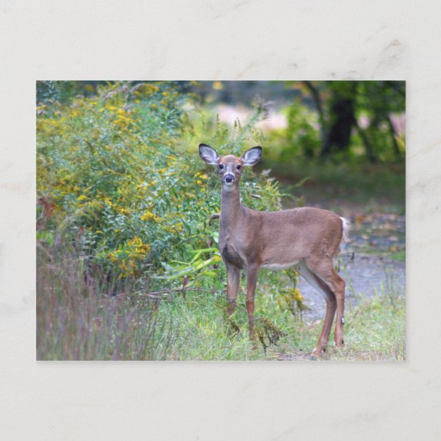 Young Deer Postcard Postkarte (Vorderseite)