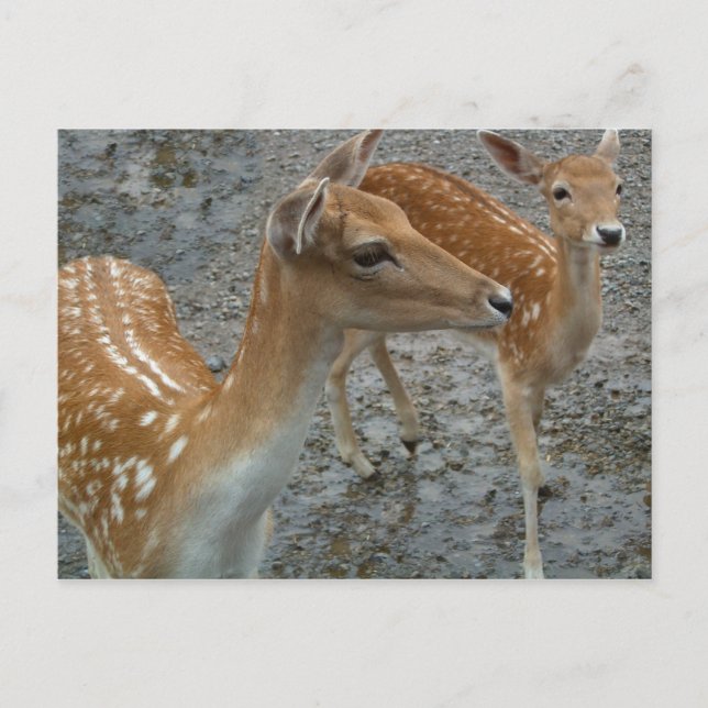 Young Deer Postcard Postkarte (Vorderseite)
