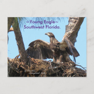 Young Eagle offene Flügel Florida Spiegeland Postc Postkarte