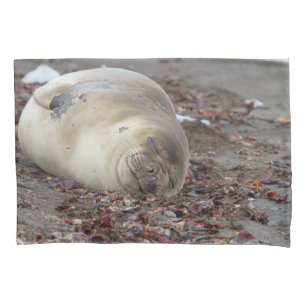 Young elephant seal kissenbezug