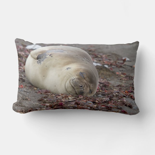 Young elephant seal lendenkissen (Vorderseite)