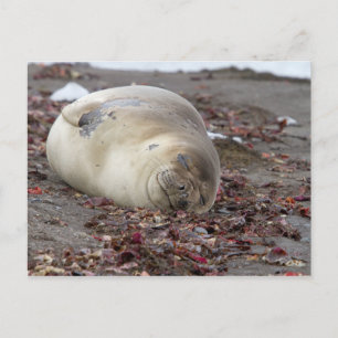 Young elephant seal postkarte