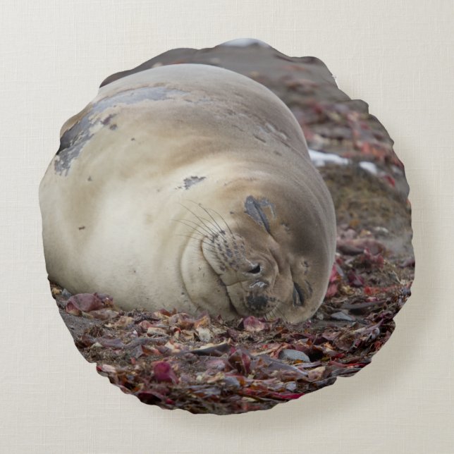 Young elephant seal rundes kissen (Rückseite)