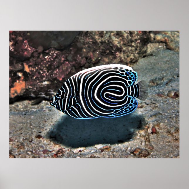 Young Emperor Poster (Vorne)