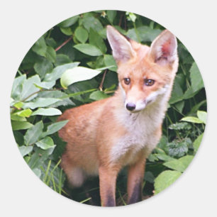 Young Fox 1 Runder Aufkleber