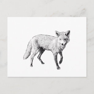 Young Fox Sketch Postkarte