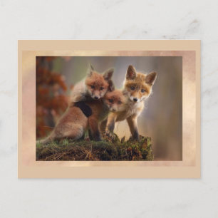 Young Fox Trio Posting Postcross Postcard Postkarte